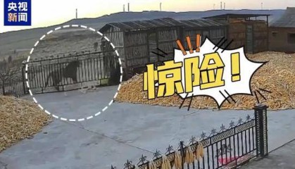 野生东北虎冲撞民宅，有村民被咬伤！当地紧急搜寻