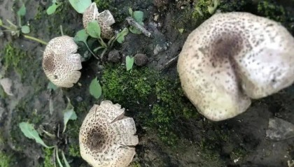 别摘、别买、别吃，可致多器官衰竭