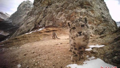 中国首次完成区域大规模雪豹种群评估