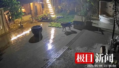 西安一农家院疑似有狼溜入，当事人称事发当天在院子里处理羊肉，“可能狼就是闻到这个味道过来的”