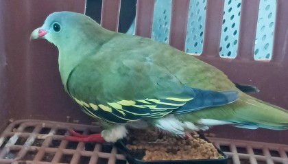 厚嘴绿鸠现身保山来凤山森林公园