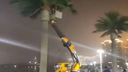 违规花千万装修县政府大楼，仿真椰子树成了“背锅侠”