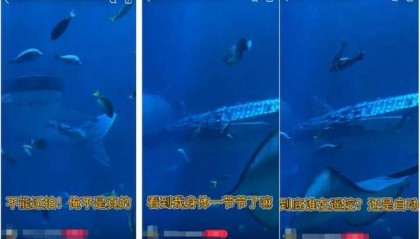 海洋馆里的鲸鲨竟是“机器鱼”，游客怒了！假鲸鲨贵的也要千万元，专家：确实有难处