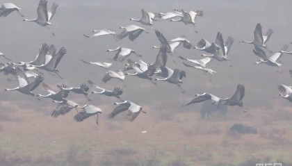 河南商城：发现河南境内最大数量白枕鹤种群