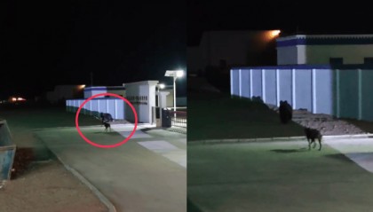 90后徒步博主羌塘无人区过夜遇棕熊袭击，民警驱熊救人