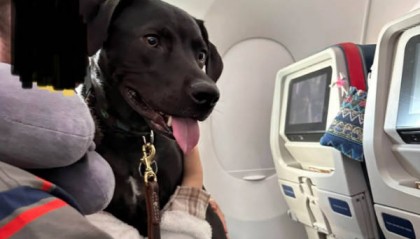 美主持人吐槽：美国年轻人坐飞机都得配安慰犬，谁来接手制造业？