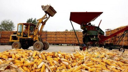 “抢秋”第一线丨无人机腾空“抢金”，科技秋收加速