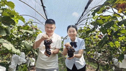 邮储银行全南县支行助力“小葡萄”成为“致富果”