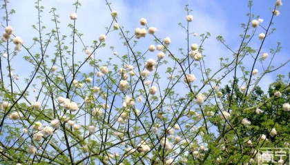 注意了！广西街头木棉飞絮似“白雪”，医生提醒→