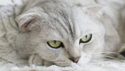 香港6月底官方外汇储备资产为4163亿美元