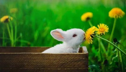 香港金管局:2年期外汇基金债券将于8月21日进行投标