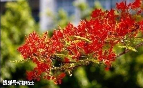 【高考备考】每天5道题，考试不丢分——理解性默写天天练 · 第201——329 题