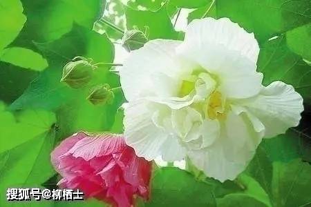 【高考备考】每天5道题，考试不丢分——理解性默写天天练 · 第201——329 题