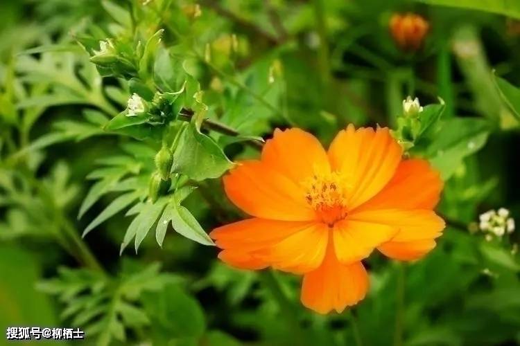【高考备考】每天5道题，考试不丢分——理解性默写天天练 · 第201——329 题