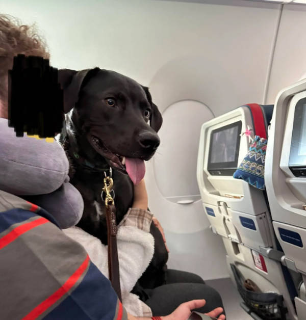 美主持人吐槽：美国年轻人坐飞机都得配安慰犬，谁来接手制造业？