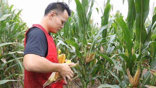 “抢秋”第一线丨无人机腾空“抢金”，科技秋收加速
