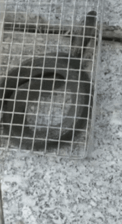 广州一小区2年抓到超60条蛇？业主：家里来过两三条，物业回应