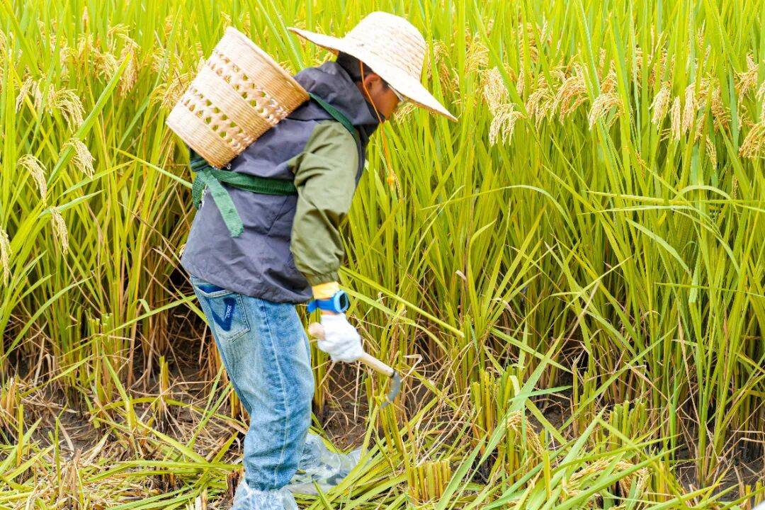 良渚遇“稻”你 | 秋季活动正当时