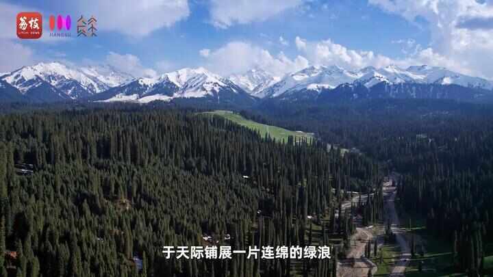 “县”在起笔 青绿绘江山丨天山映翠处,云杉碧水共新生