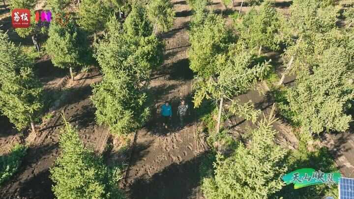 “县”在起笔 青绿绘江山丨天山映翠处,云杉碧水共新生