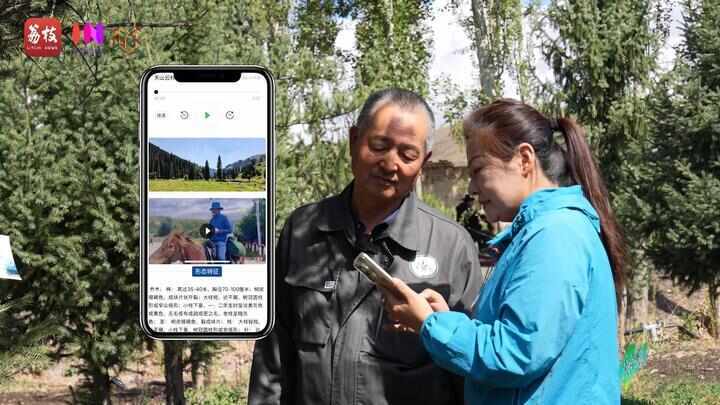 “县”在起笔 青绿绘江山丨天山映翠处,云杉碧水共新生