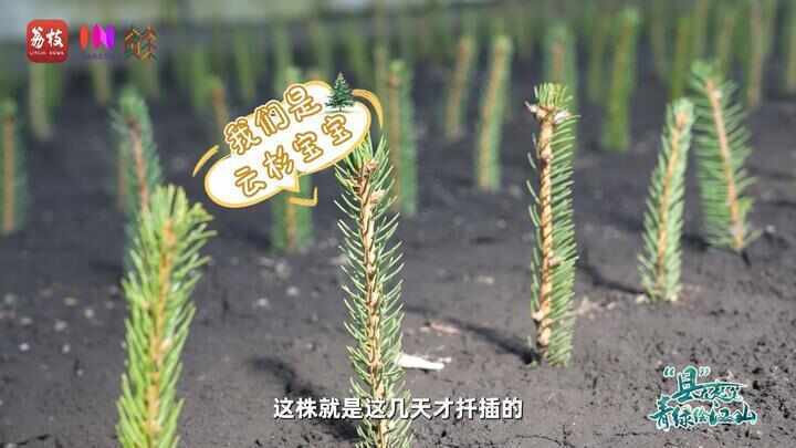 “县”在起笔 青绿绘江山丨天山映翠处,云杉碧水共新生