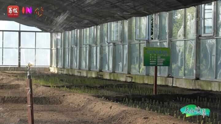 “县”在起笔 青绿绘江山丨天山映翠处,云杉碧水共新生