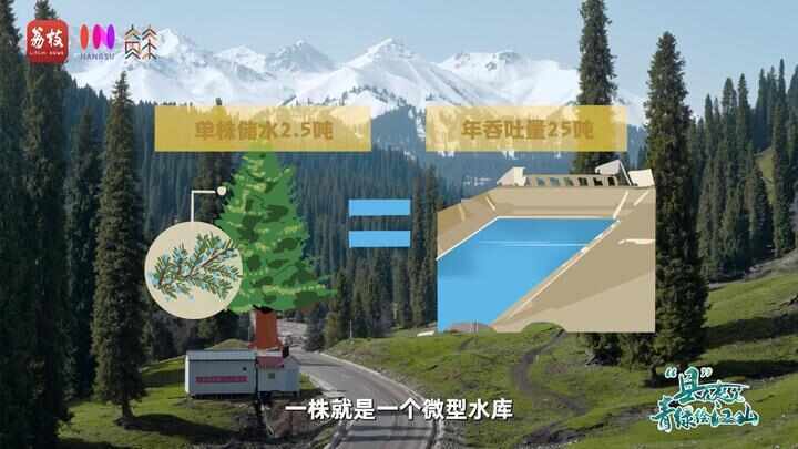 “县”在起笔 青绿绘江山丨天山映翠处,云杉碧水共新生