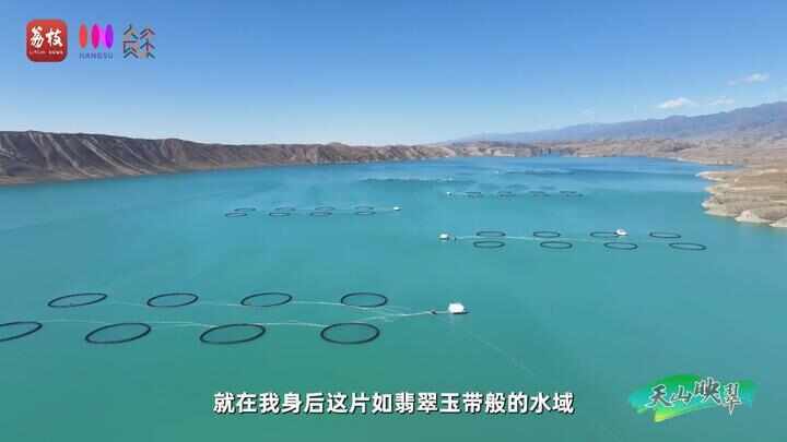 “县”在起笔 青绿绘江山丨天山映翠处,云杉碧水共新生