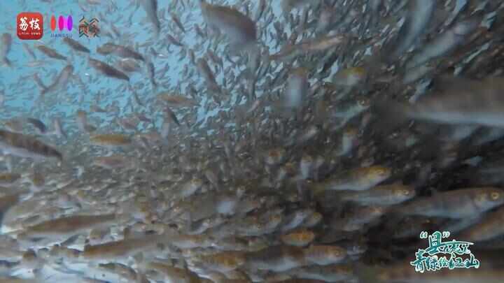 “县”在起笔 青绿绘江山丨天山映翠处,云杉碧水共新生