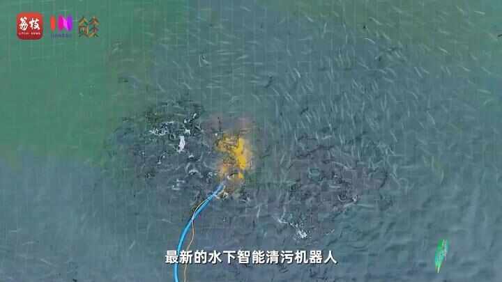 “县”在起笔 青绿绘江山丨天山映翠处,云杉碧水共新生