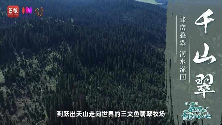 “县”在起笔 青绿绘江山丨天山映翠处,云杉碧水共新生