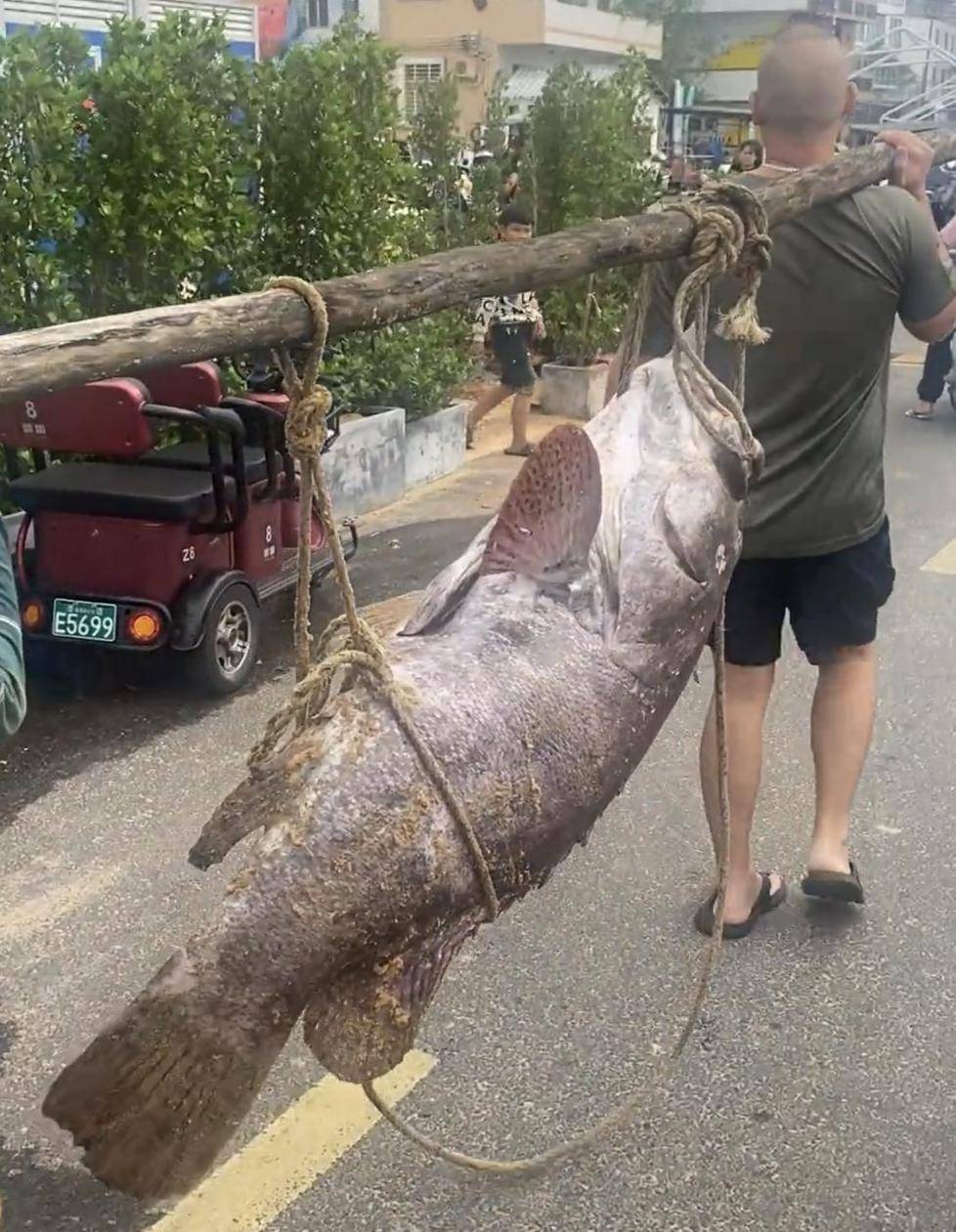 海口渔民捕获160斤巨型“石斑鱼”，多人拖上岸，两名成年人抬着过秤