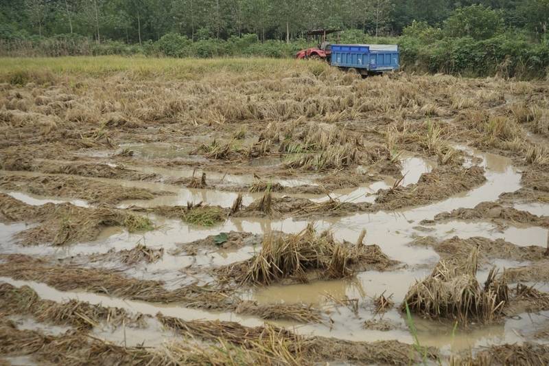 阴雨50天，他用3200块救回30万斤玉米